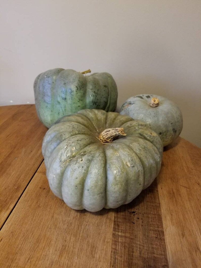 Ornamental Blue Pumpkin Seeds Canada, Container Gardening, Easy Grow