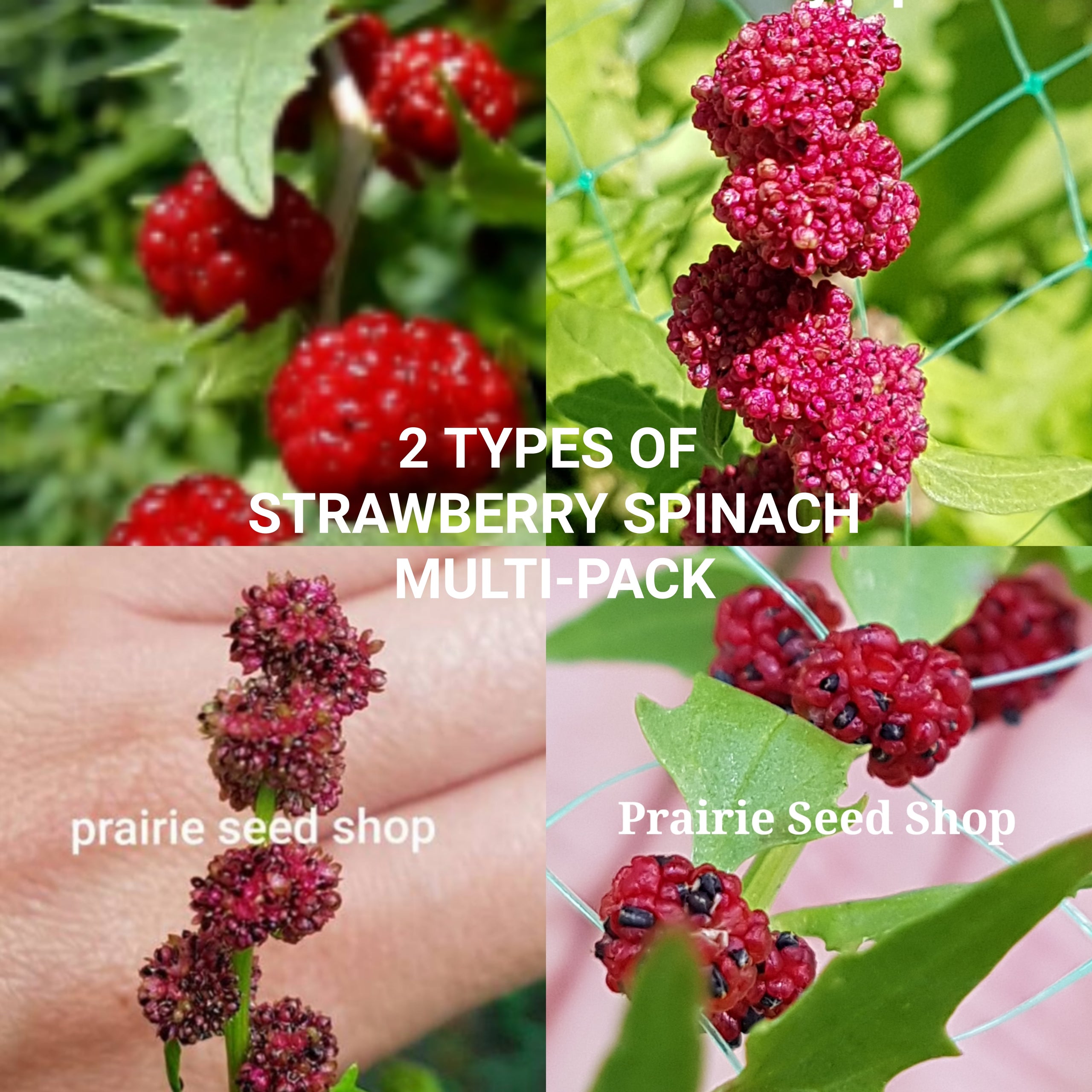 2 Types Strawberry Spinach Seeds Canada. Chenopodium Capitatum