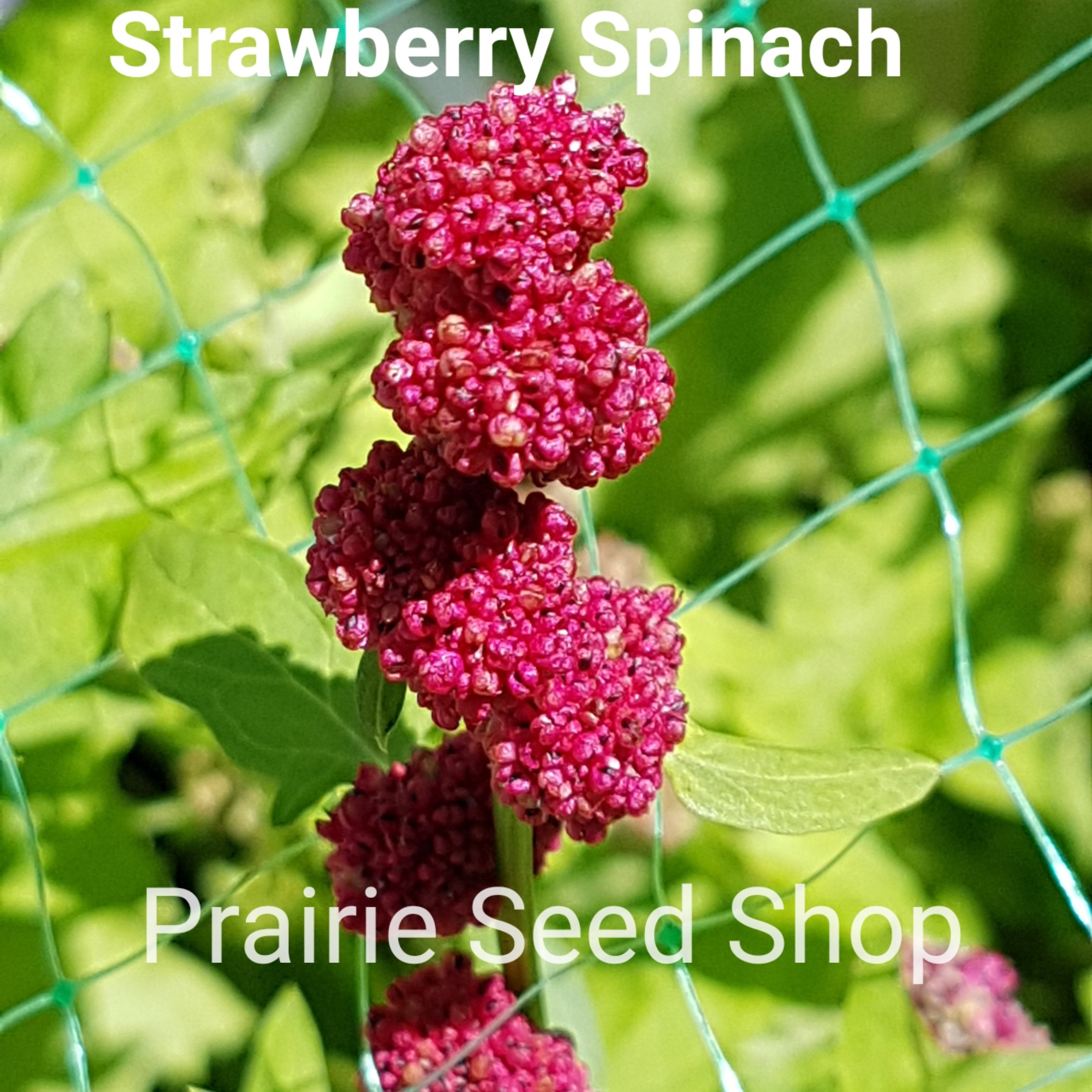 2 Types Strawberry Spinach Seeds Canada. Chenopodium Capitatum