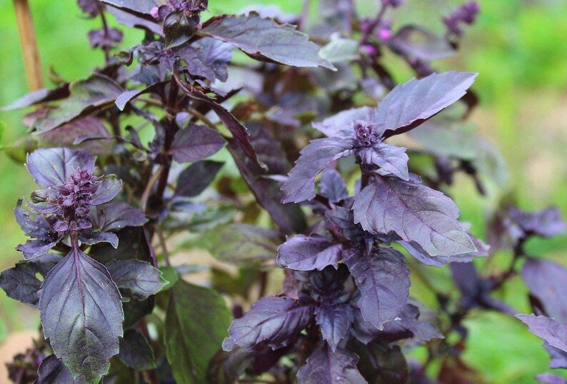 Rare Black Basil Seeds Canada Purple Flowering Culinary Herb Seeds Container Gardening Indoor Hydroponic Seeds Spice Vegetable Seeds