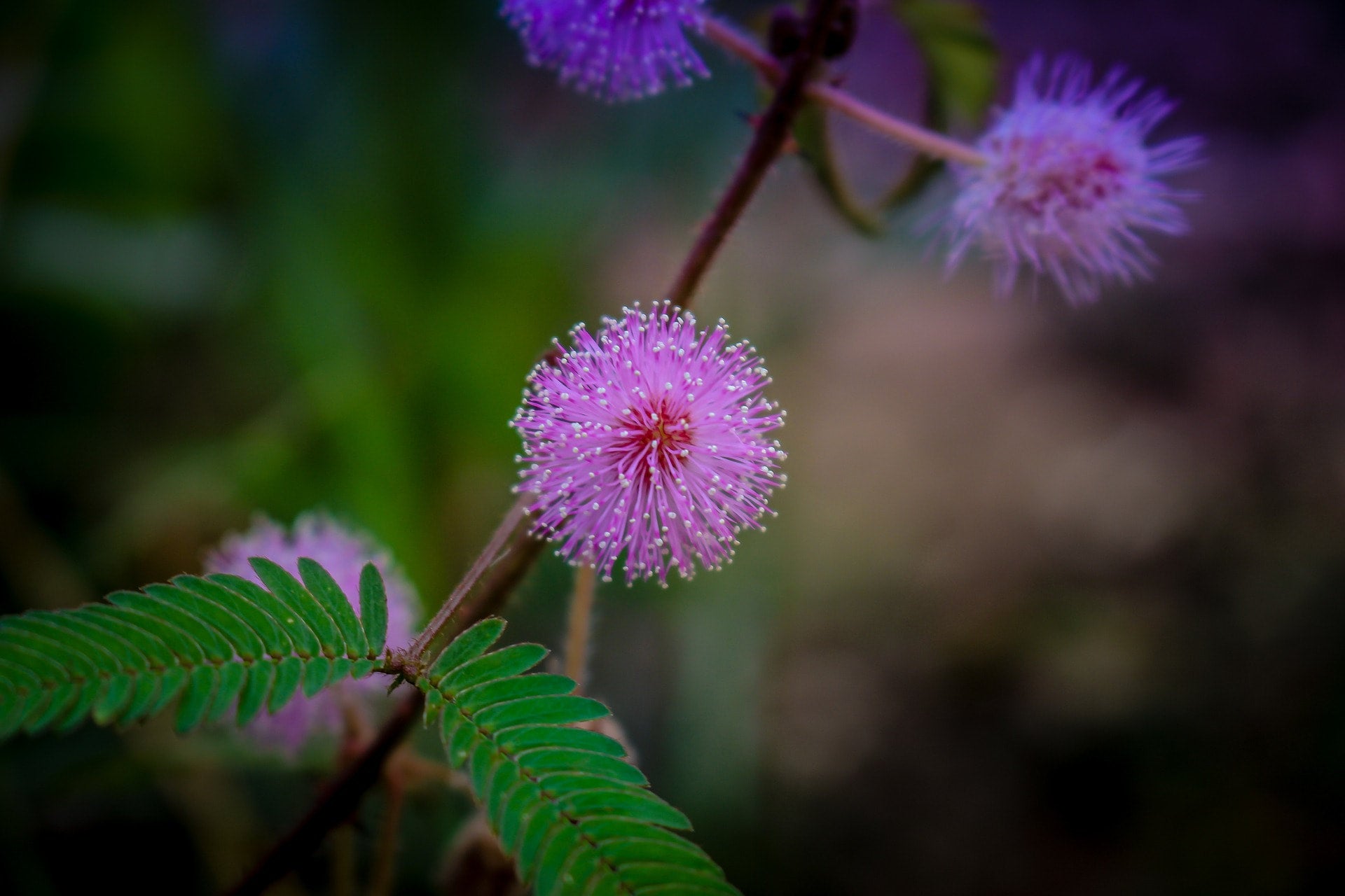 Rare Sensitive Plant Seeds Canada, Mimosa Pudica, Responds To Human ...