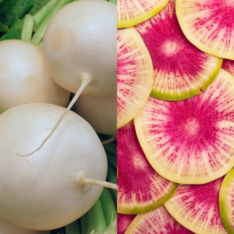 Rare Watermelon Radish Seeds, Rare Multi-Colored White & Pink Radishes ...