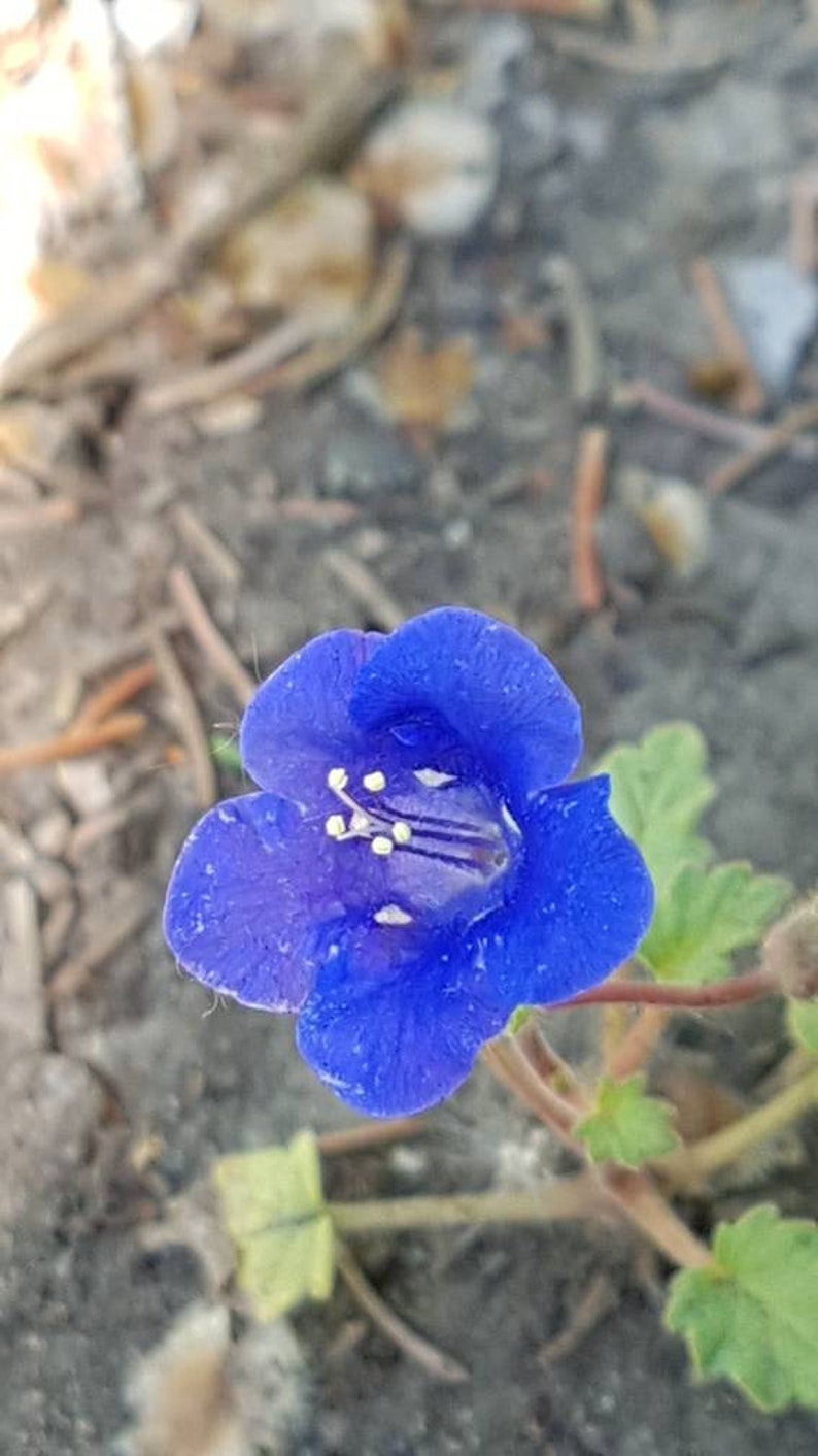 California Bluebell Flower Seeds Canada, Annual Blue Bell, Real Royal Blue  Annual Flowers, Phacelia Campanularia Seeds, Container Gardening