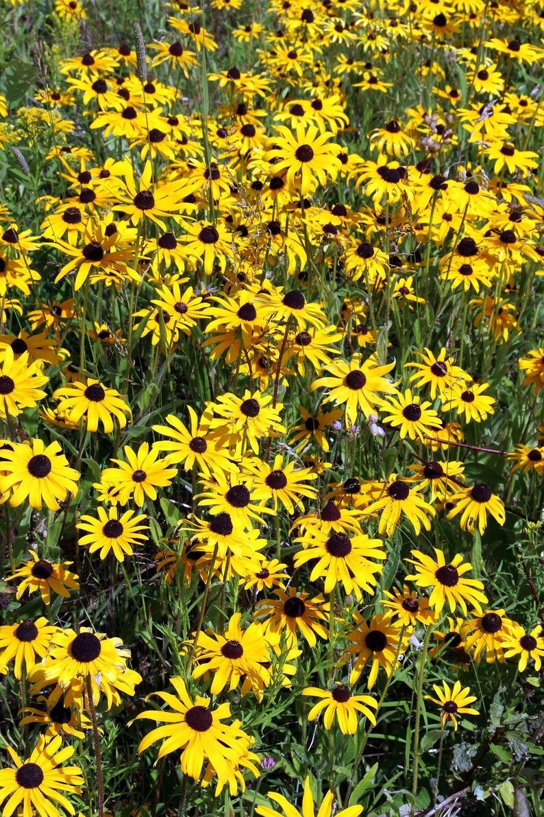Black Eyed Susan Flower Seeds Canada, Zone 39 Perennial, Hardy Fast