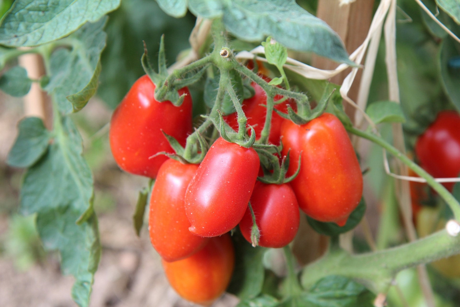 Roma Tomato Seeds Canada, Indeterminate Variety Tomatoes, High Yield