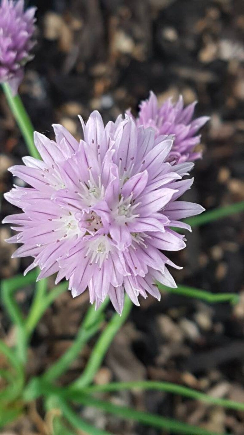 Wild Ornamental Allium Flower Seeds Canada, Perennial Chive Seeds