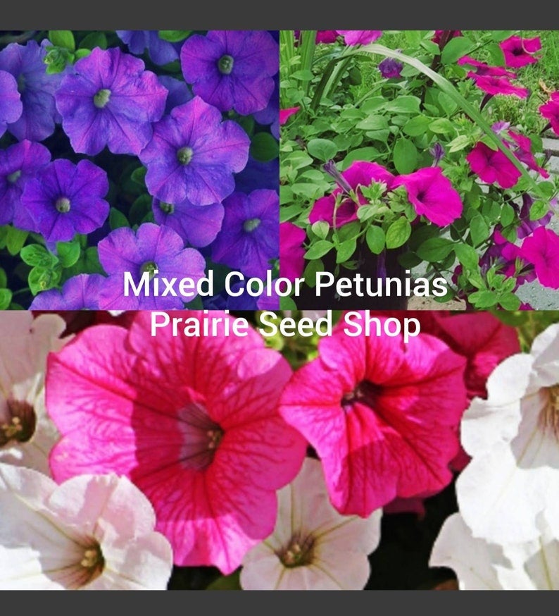 Buy Petunia Seeds Canada – Vibrant Blooms from Reliable Suppliers