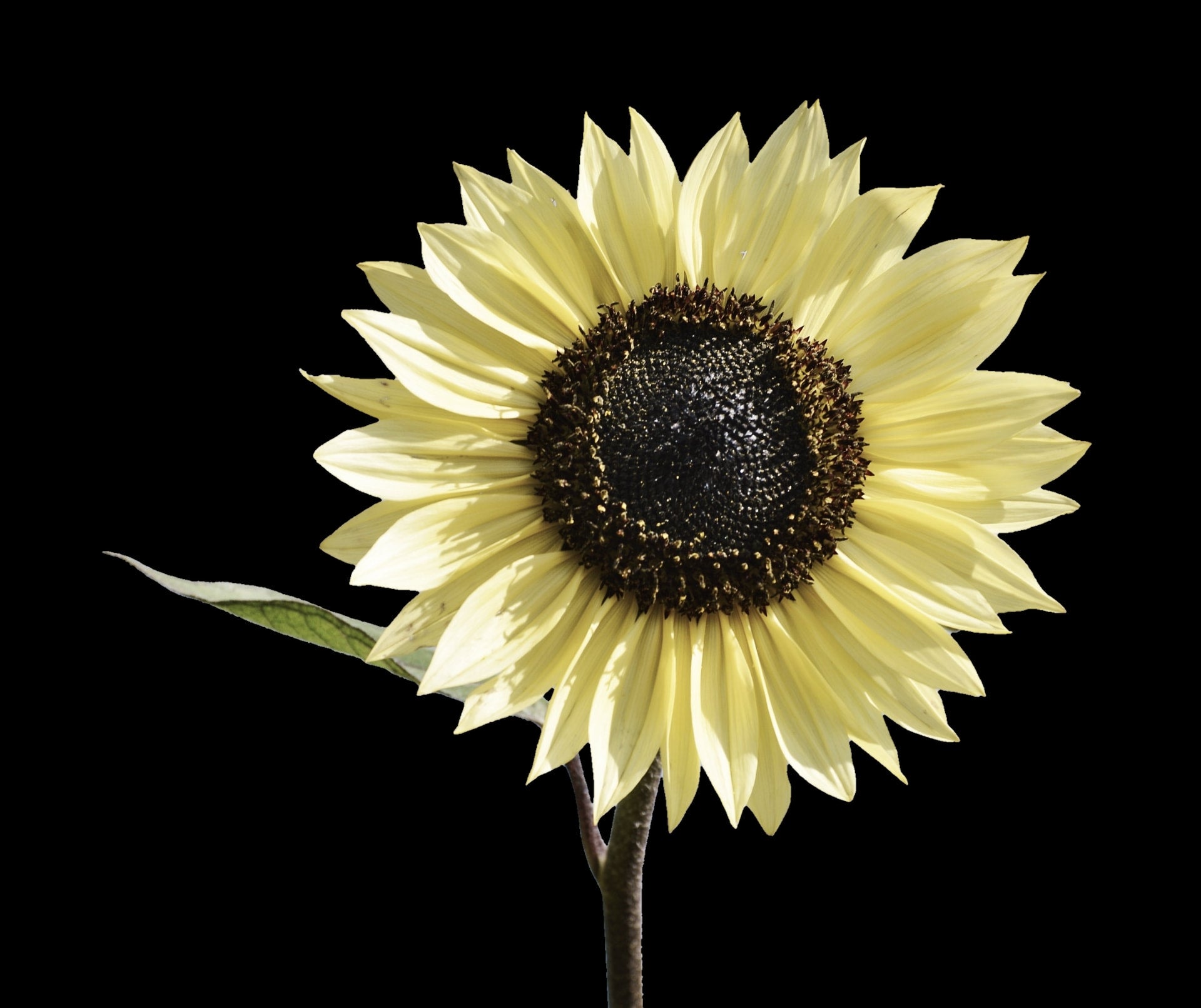 Vanilla Sunflower Seeds, White Sunflower, Cream Sunflower, Sun Flowers