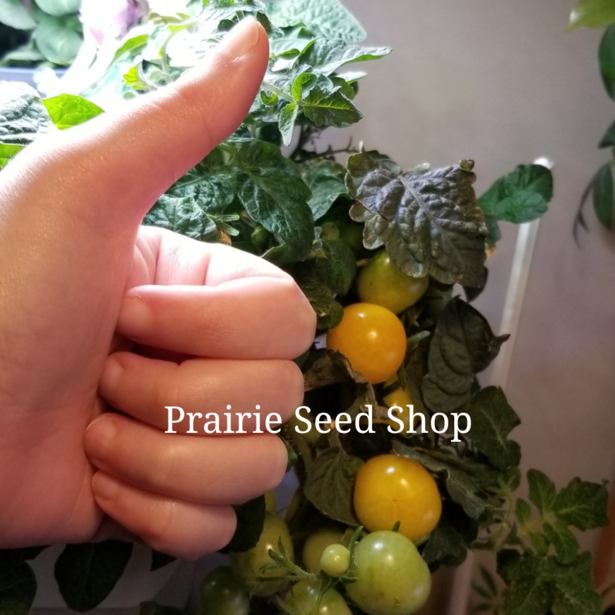 RARE Orange Pinocchio Micro Dwarf Cherry Tomato Seeds Canada