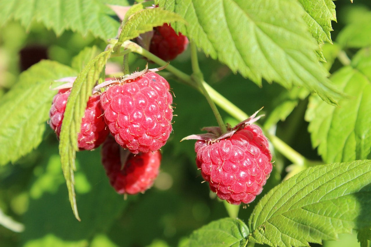 Red Raspberry Plant Seeds Canada, Hardy Perennial Berry Bush, Fruit