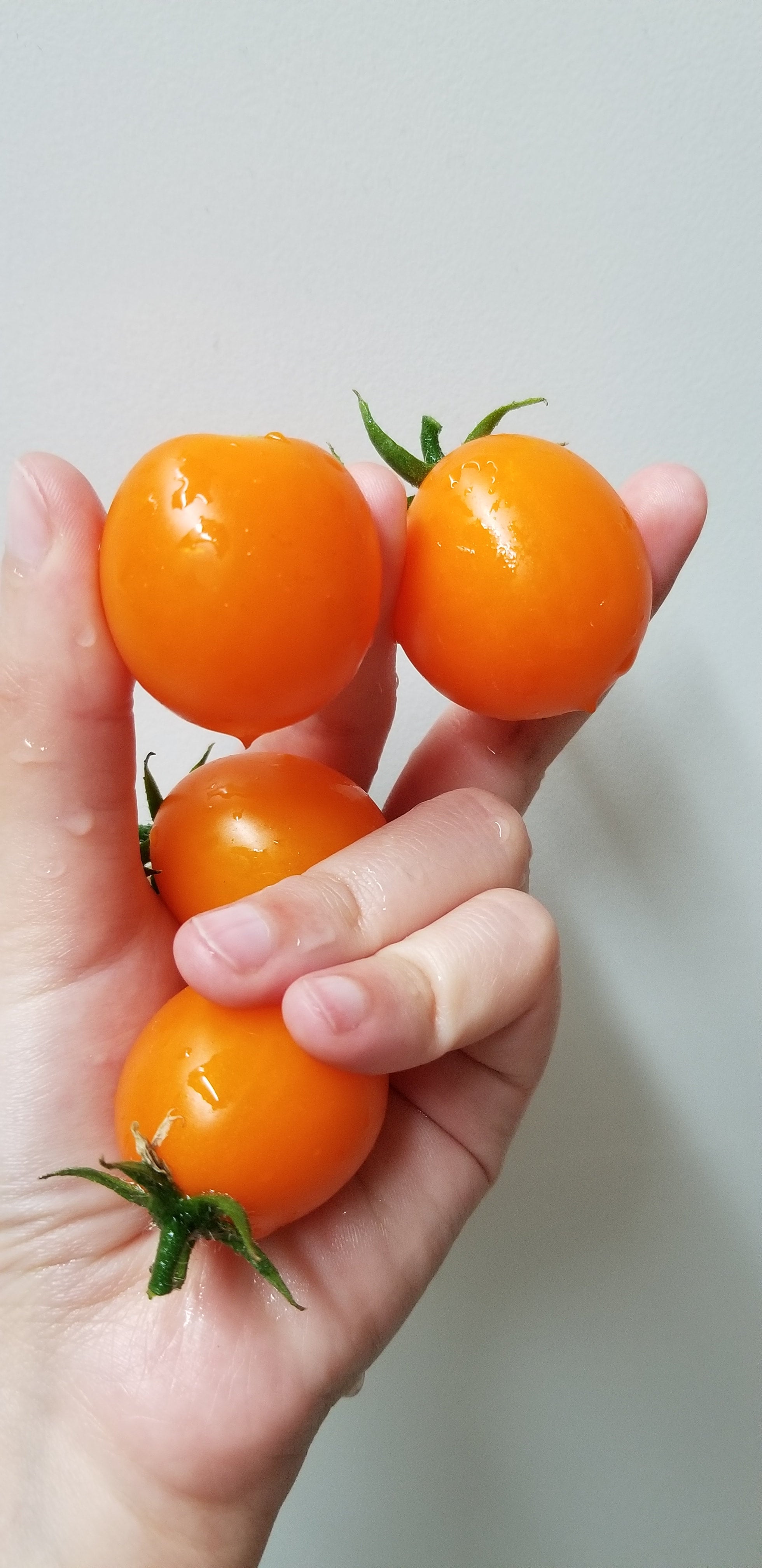 RARE Orange Pendulina Tomato Seeds Canada, Yellow Determinate Tomato