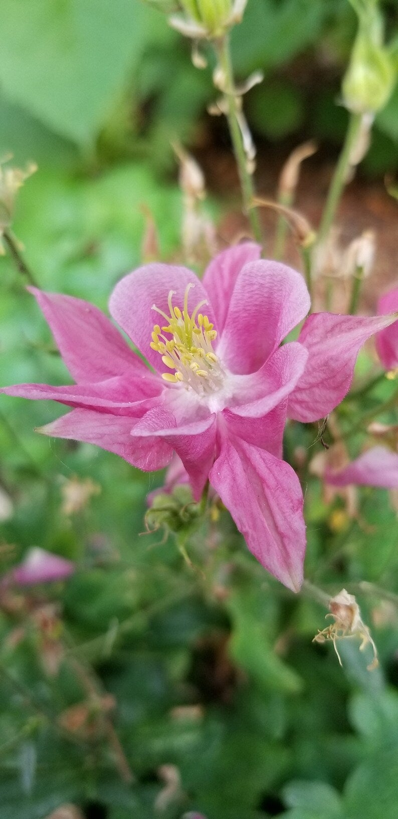 Pink Columbine Flower Seeds Canada, Cold Hardy Perennial, Zone 3 4 5