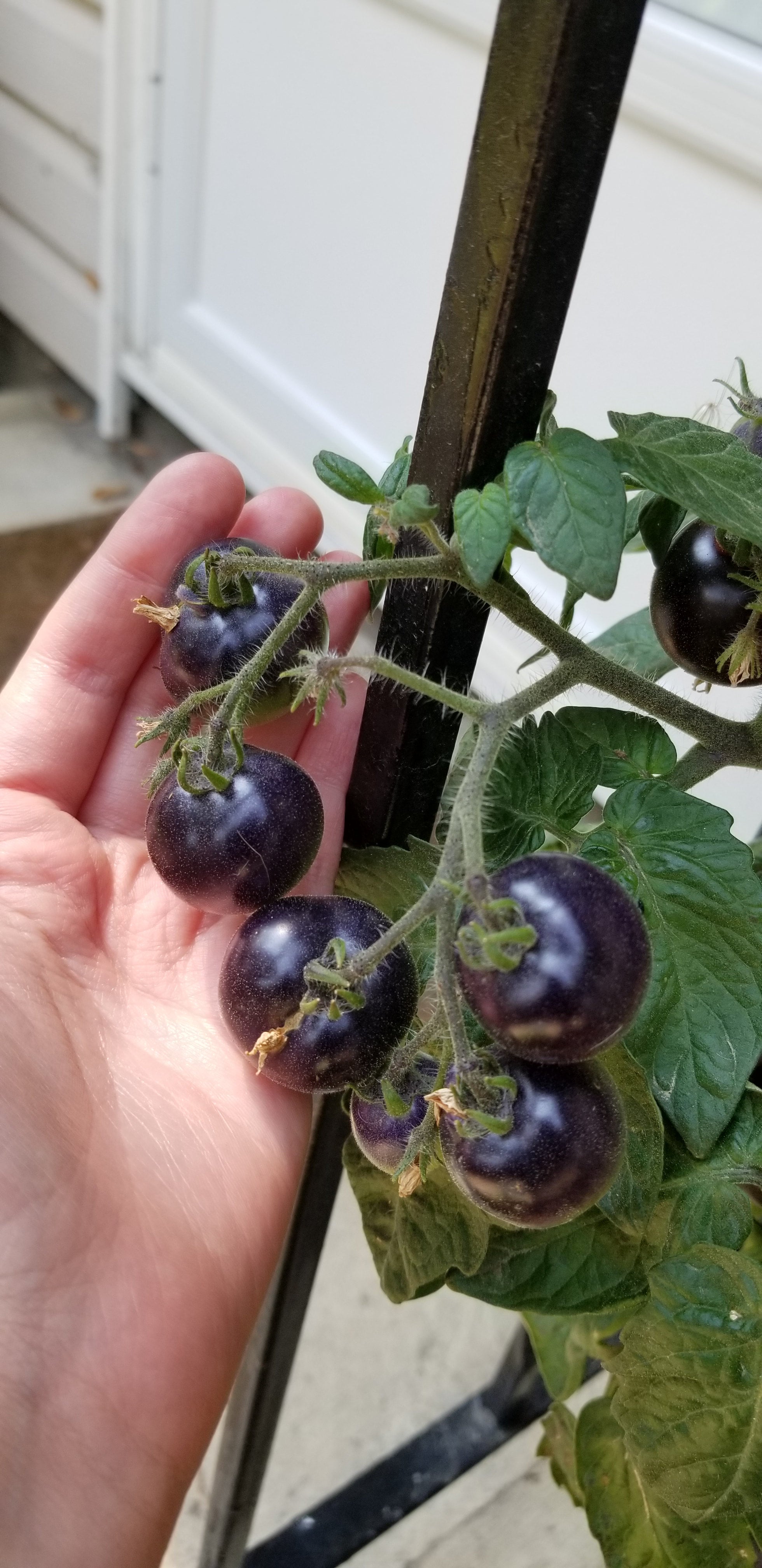 Blau Zimmertomate Micro Dwarf Tomato Seeds Canada, Determinate Tomato