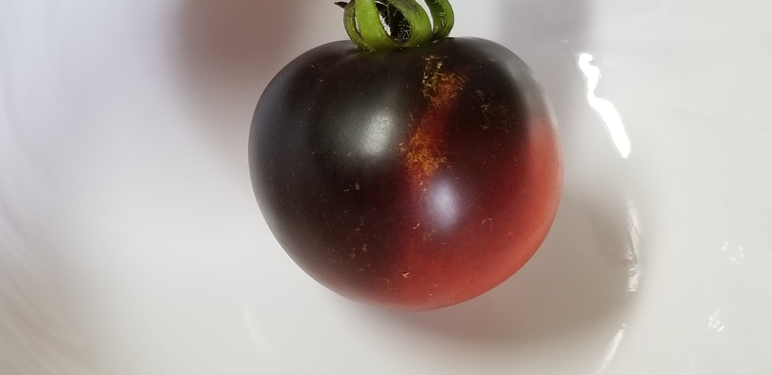 Blau Zimmertomate Micro Dwarf Tomato Seeds Canada, Determinate Tomato