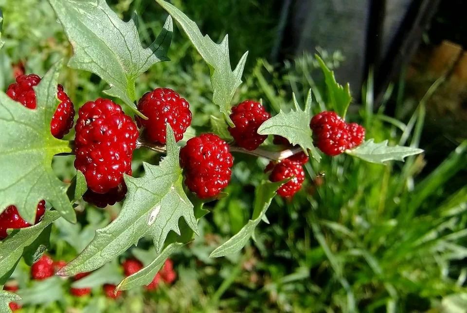 Strawberry Spinach Seeds Canada Chenopodium Capitatum, Beetberry Blite