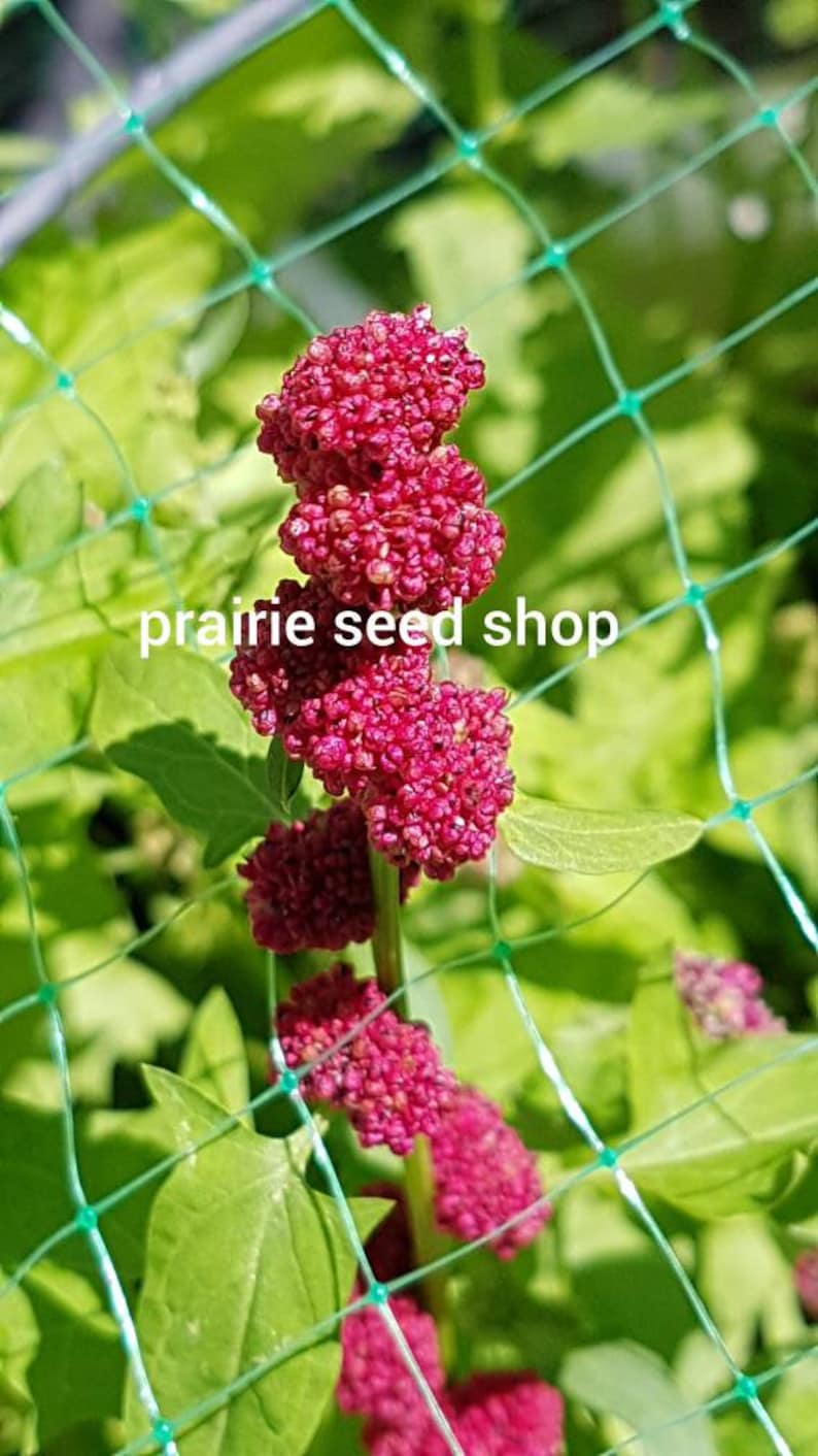Strawberry Spinach Seeds Canada Chenopodium Capitatum, Beetberry Blite
