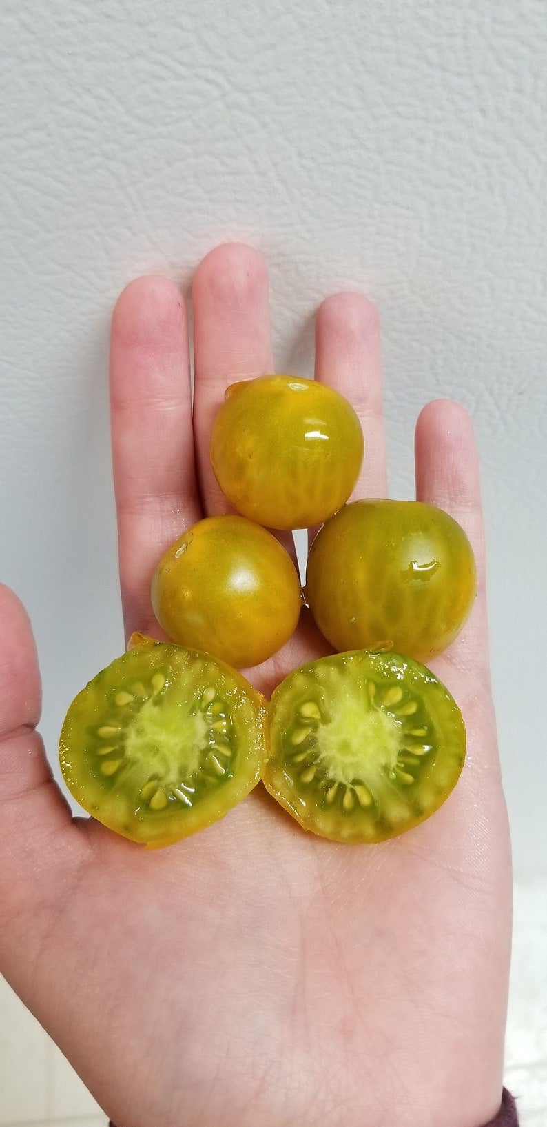 Fat Frog Micro Dwarf Tomato Seeds Canada, Determinate Tomato, Yellow