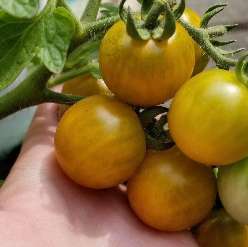 Fat Frog Micro Dwarf Tomato Seeds Canada, Determinate Tomato, Yellow