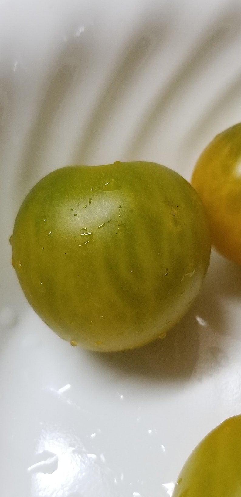 Fat Frog Micro Dwarf Tomato Seeds Canada, Determinate Tomato, Yellow