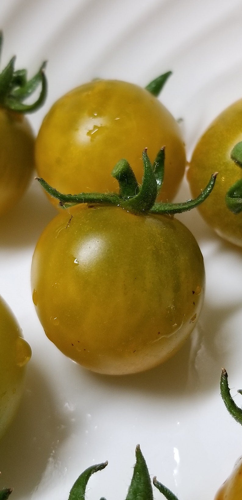 Fat Frog Micro Dwarf Tomato Seeds Canada, Determinate Tomato, Yellow