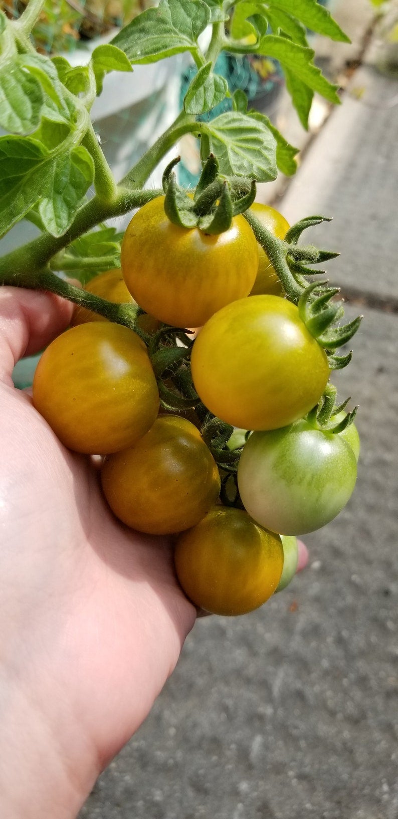 Fat Frog Micro Dwarf Tomato Seeds Canada, Determinate Tomato, Yellow