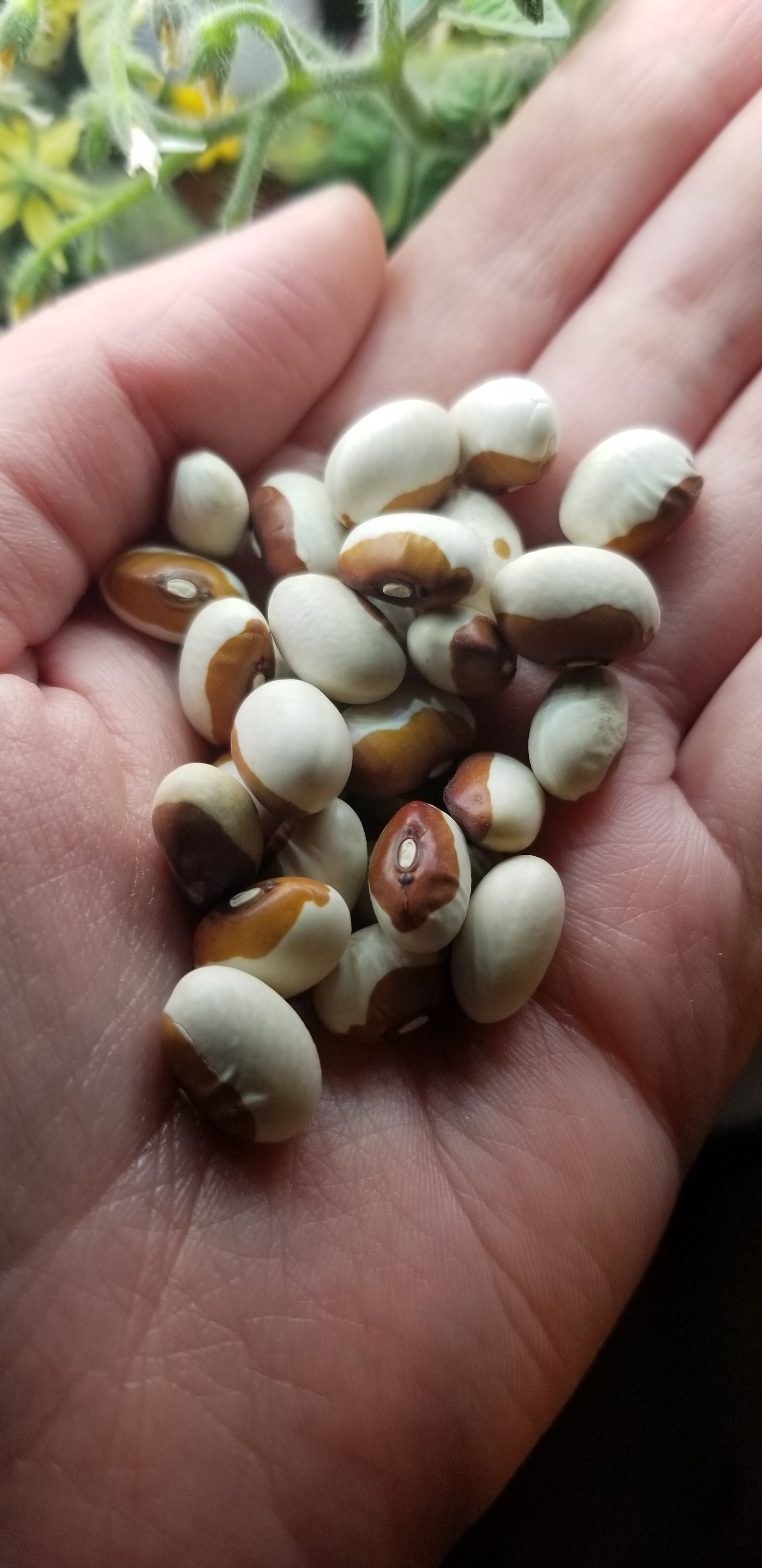 Yellow Eyed Bean Seeds, Butterscotch Stueben Heirloom Variety, Shelling
