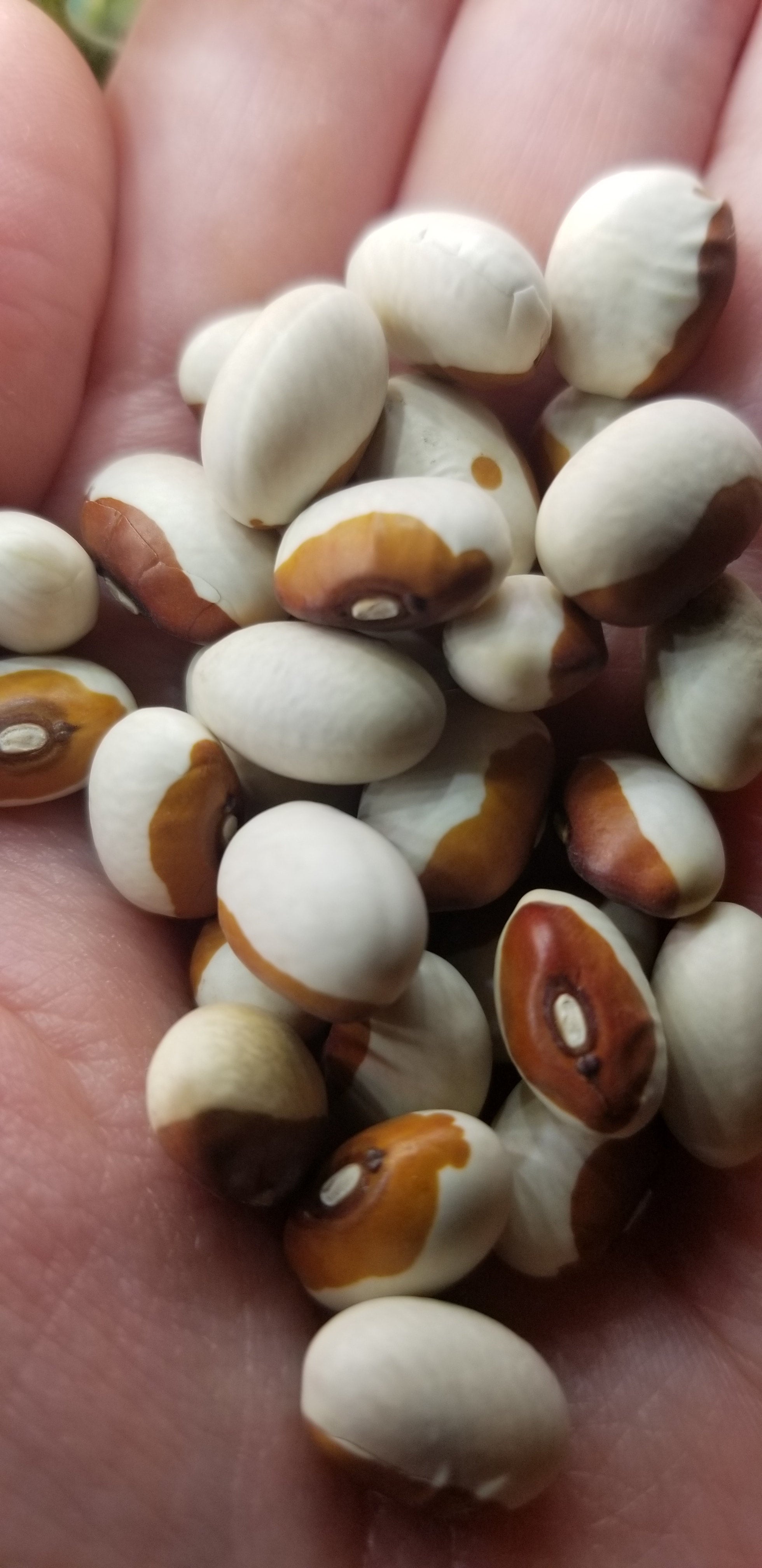 Yellow Eyed Bean Seeds, Butterscotch Stueben Heirloom Variety, Shelling
