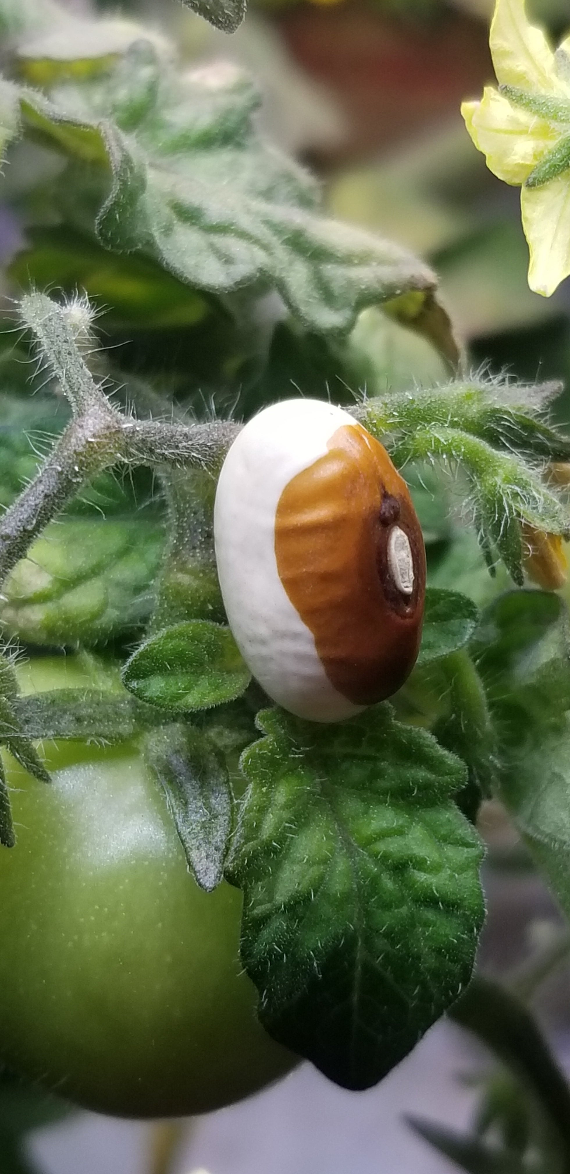 Yellow Eyed Bean Seeds, Butterscotch Stueben Heirloom Variety, Shelling