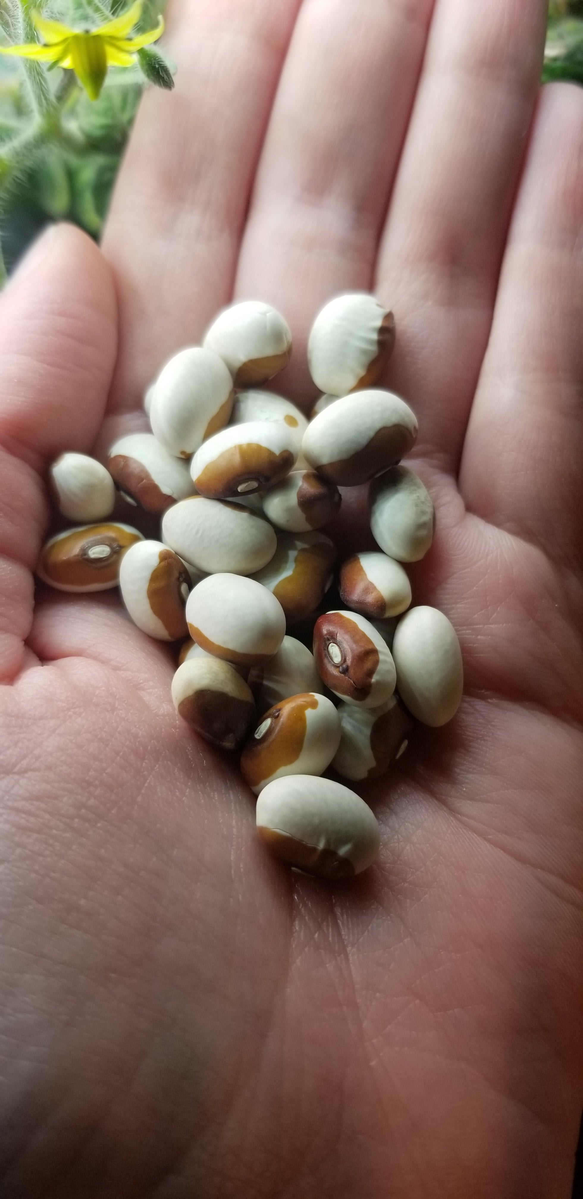 Yellow Eyed Bean Seeds, Butterscotch Stueben Heirloom Variety, Shelling