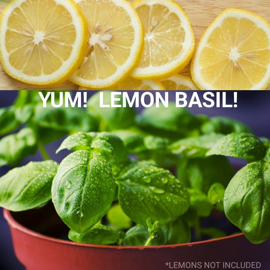 Lemon Basil Seeds Canada, Sweet & Tangy Flavor, Rare Flavored Basil ...