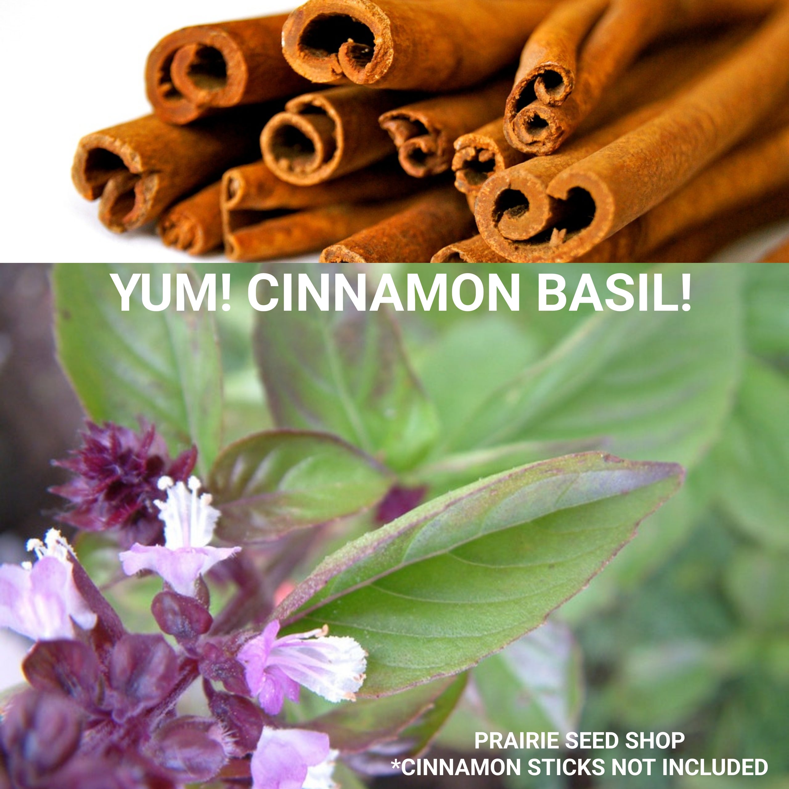 Cinnamon Basil Seeds Canada It Really Does Taste Like Cinnamon