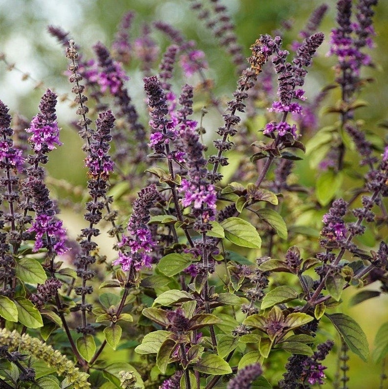 Cinnamon Basil Seeds Canada It Really Does Taste Like Cinnamon Makes A Delicious Tea Mexican Spice Basil Herb Seeds Purple Flowers