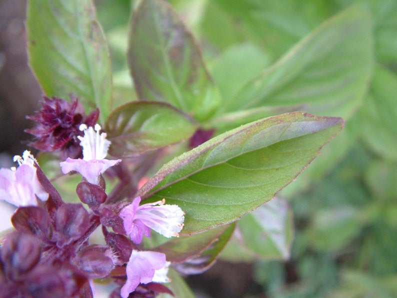 Cinnamon Basil Seeds Canada It Really Does Taste Like Cinnamon Makes A Delicious Tea Mexican Spice Basil Herb Seeds Purple Flowers