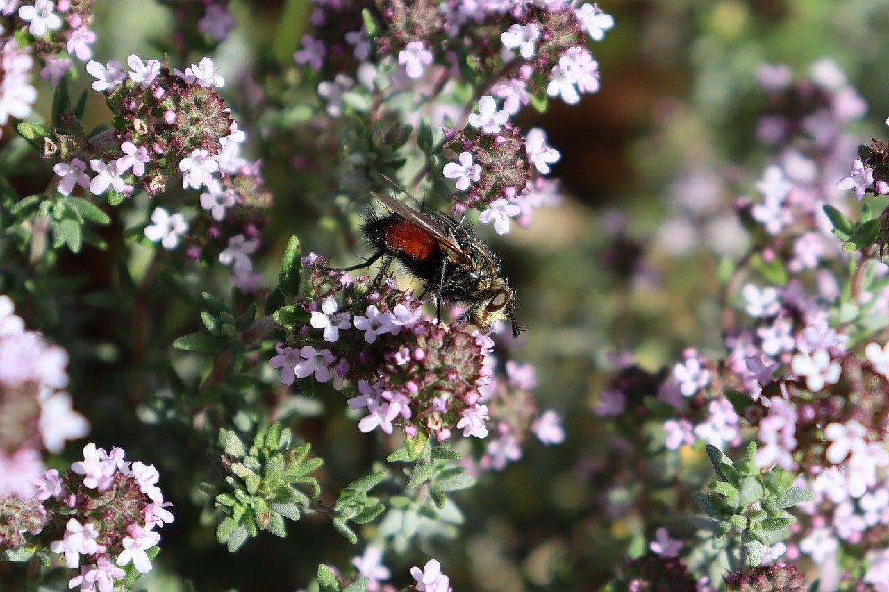 Pink Flowering Thyme Seeds Canada, Flower Herb, Cold Hardy Perennial