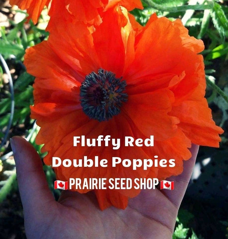 Poppy (Wild) - Seeds