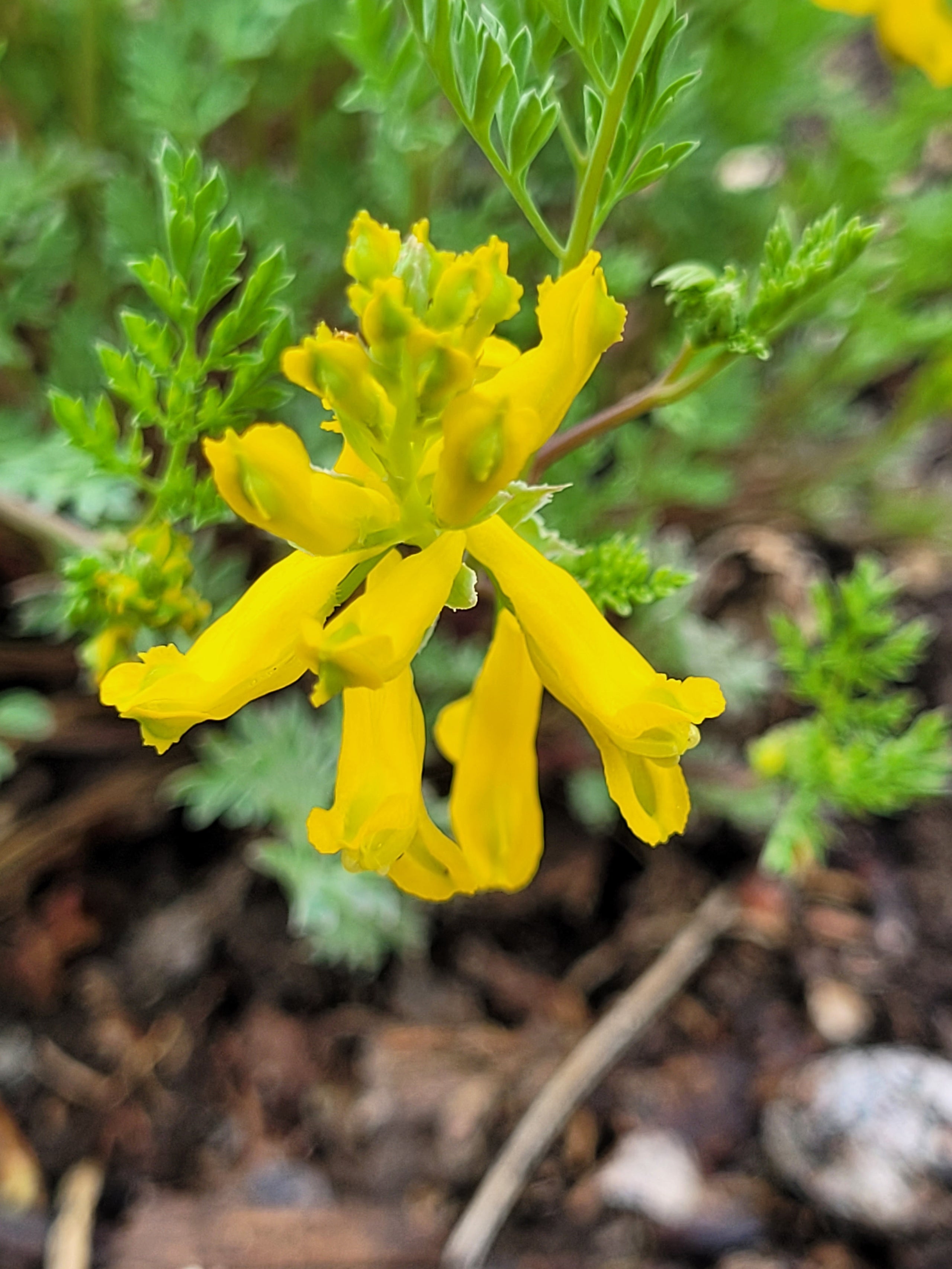 Scrambled eggs plant seeds corydalis aurea canadian native yellow