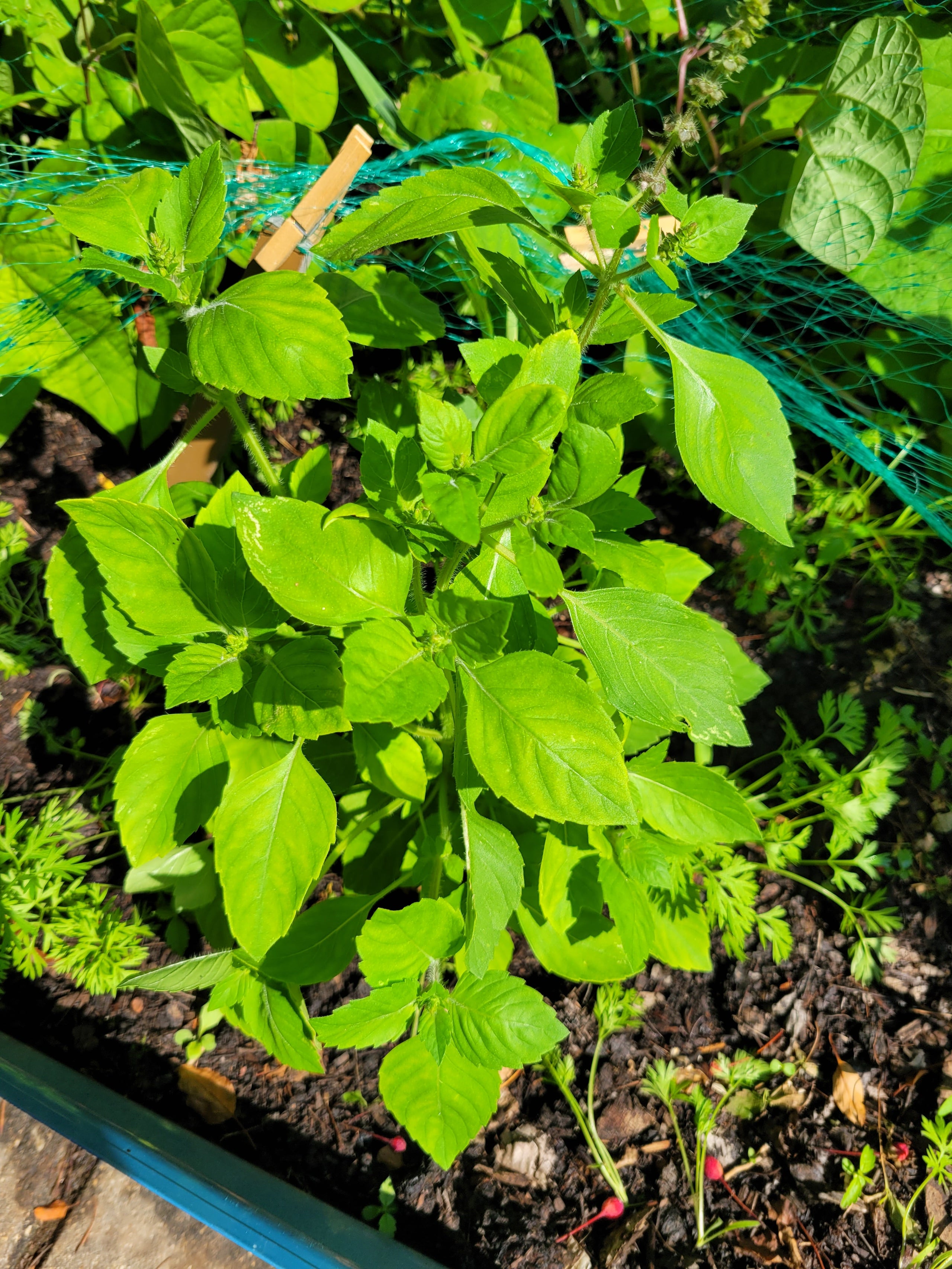 Holy Basil Seeds Canada, Green Tulsi, Pink Flowering Basil, Ocimum ...