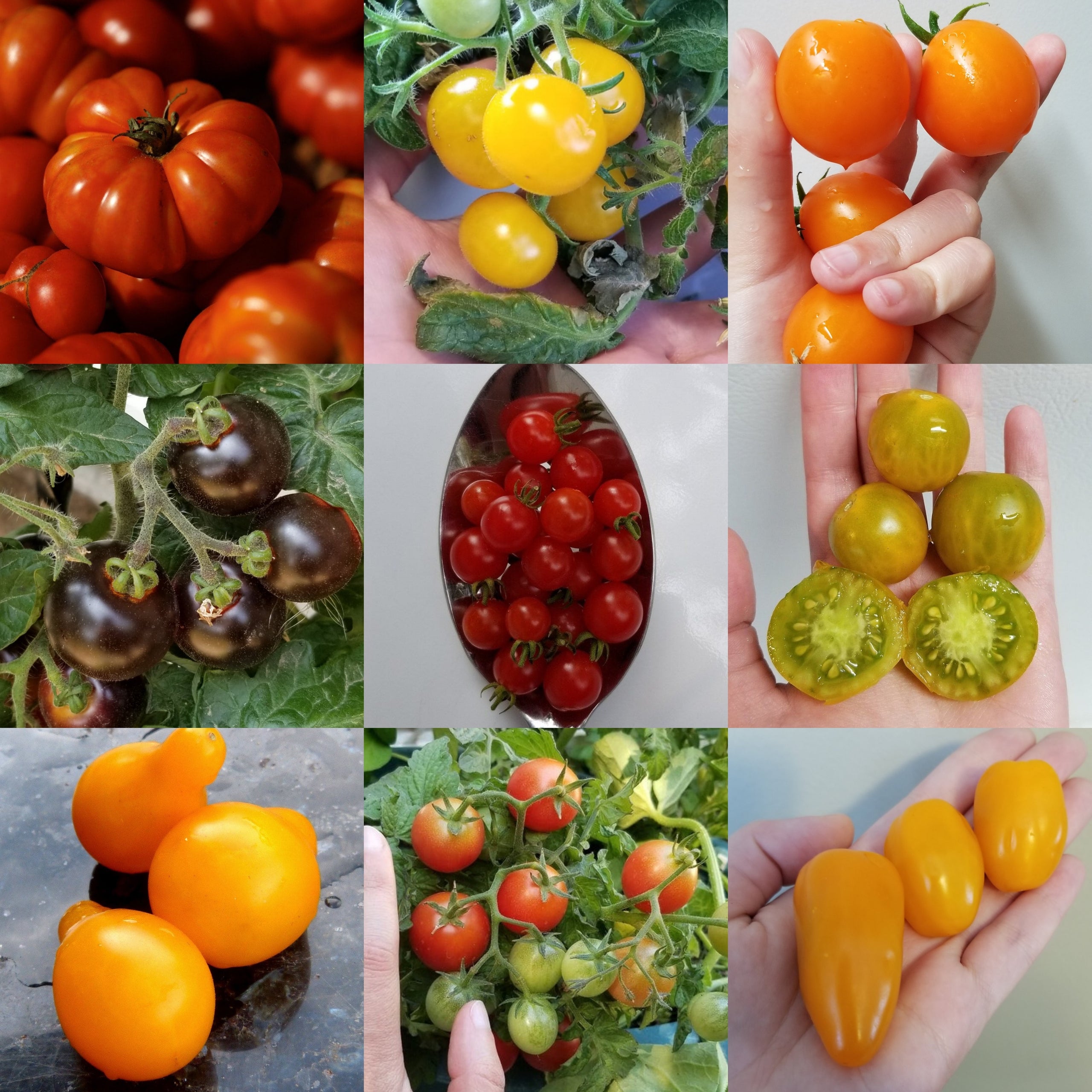 Gourmet tomato of the month club 6 month subscription prairie seed