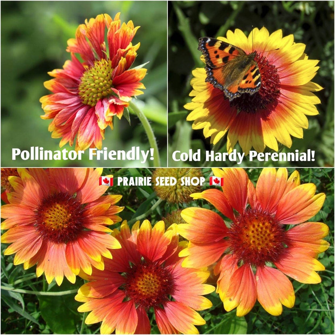 Blanket Flower Seeds Perennial Gaillardia Aristata Orange & Yellow