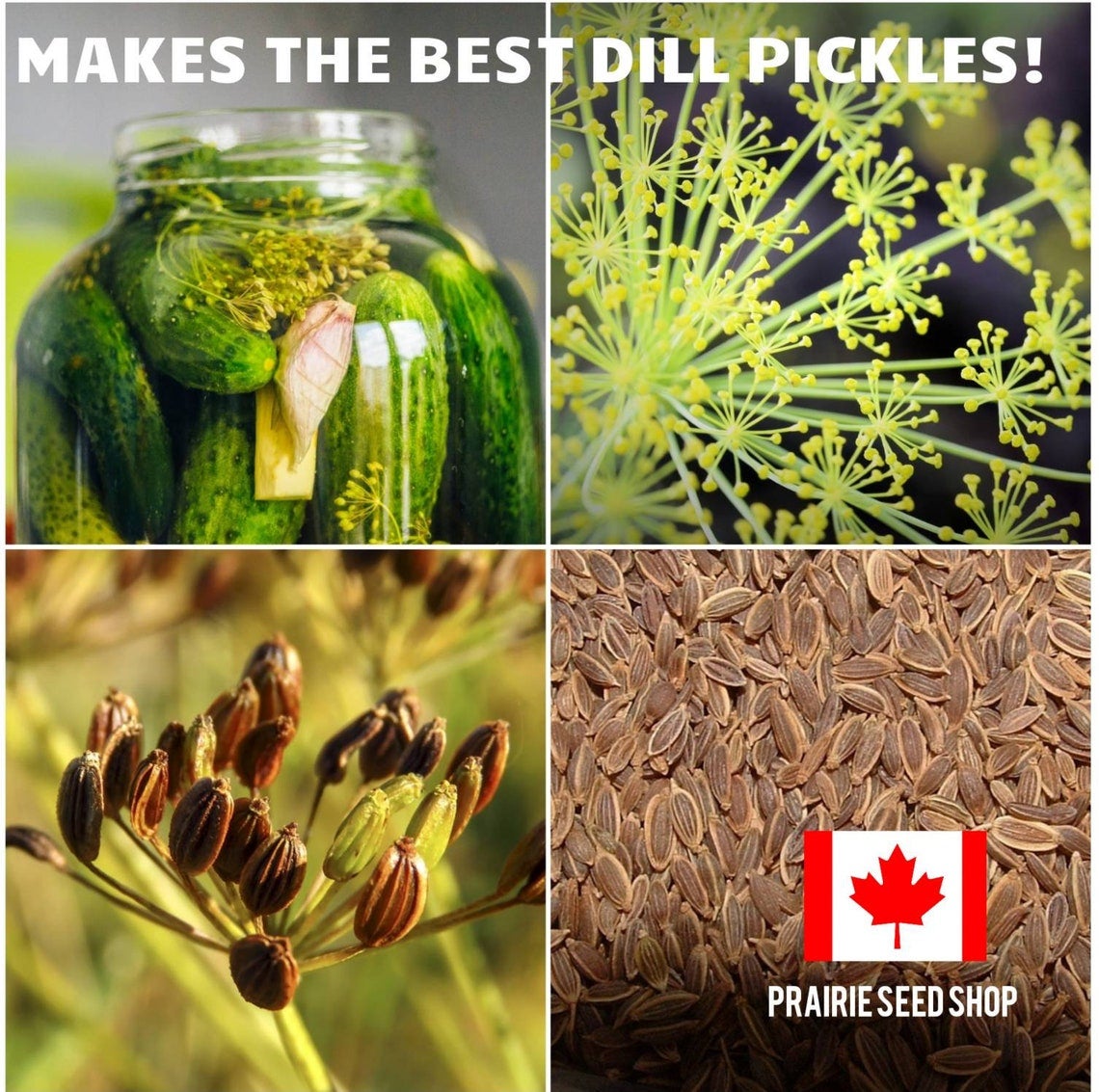 Grow The BEST Dill My Secret To Best Dill Pickles 150+ Seeds