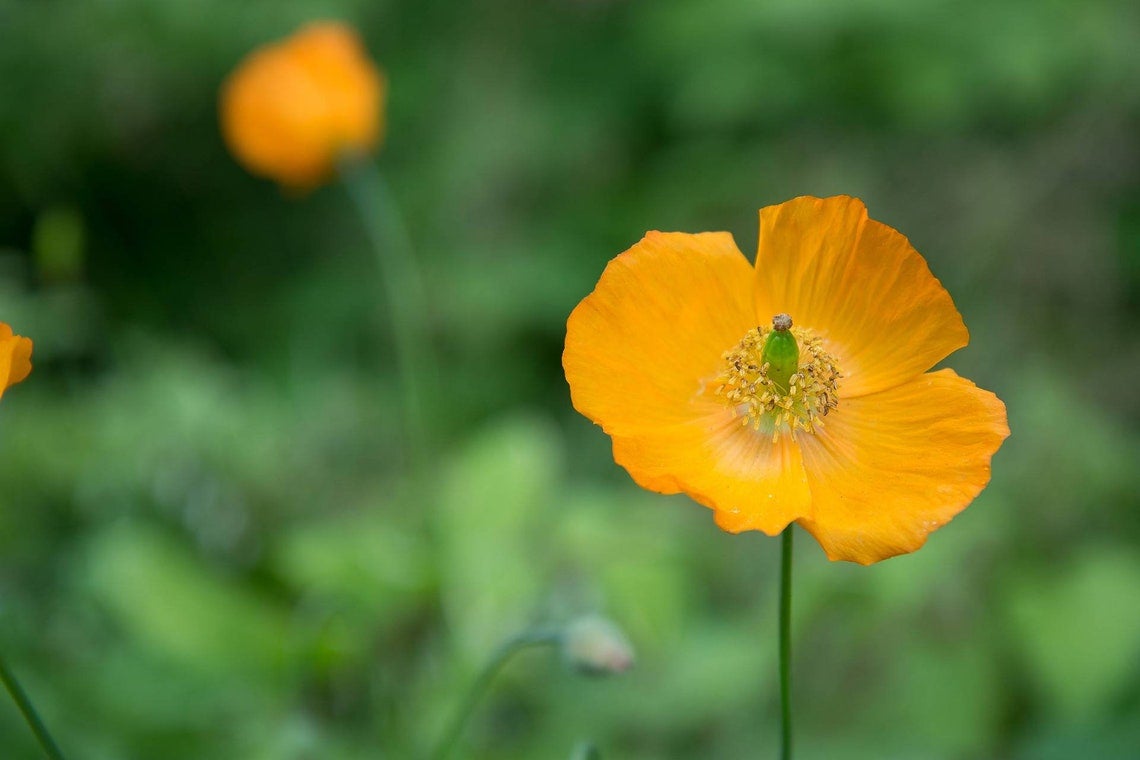 Cold Hardy Mixed Color Perennial Poppy Seeds Papaver Nudicaule